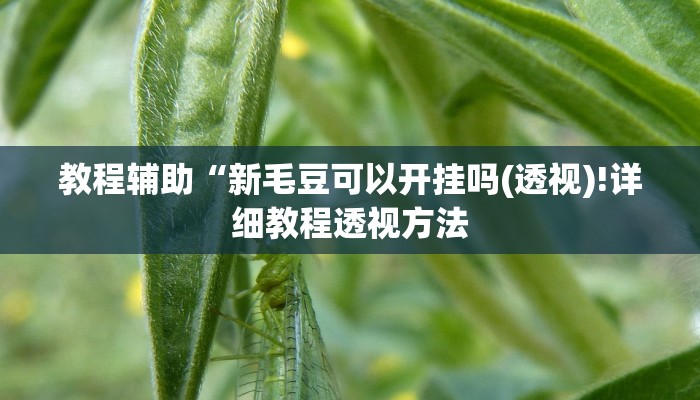 教程辅助“新毛豆可以开挂吗(透视)!详细教程透视方法