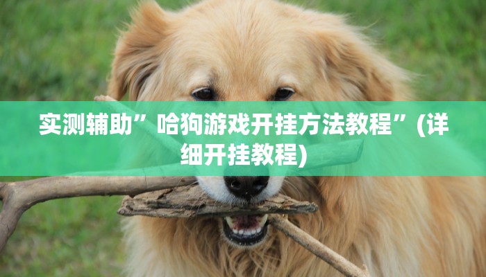 教程辅助“多乐山东麻将如何开挂(透视)!详细教程透视方法