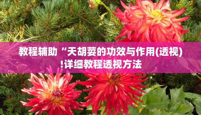 教程辅助“天胡荽的功效与作用(透视)!详细教程透视方法