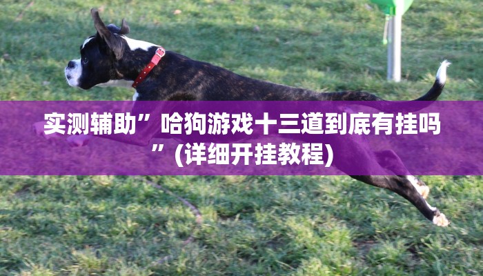 实测辅助”哈狗游戏十三道到底有挂吗”(详细开挂教程)