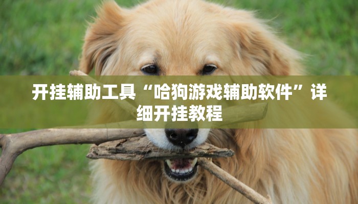 开挂辅助工具“哈狗游戏辅助软件”详细开挂教程
