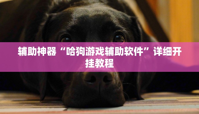 辅助神器“哈狗游戏辅助软件”详细开挂教程