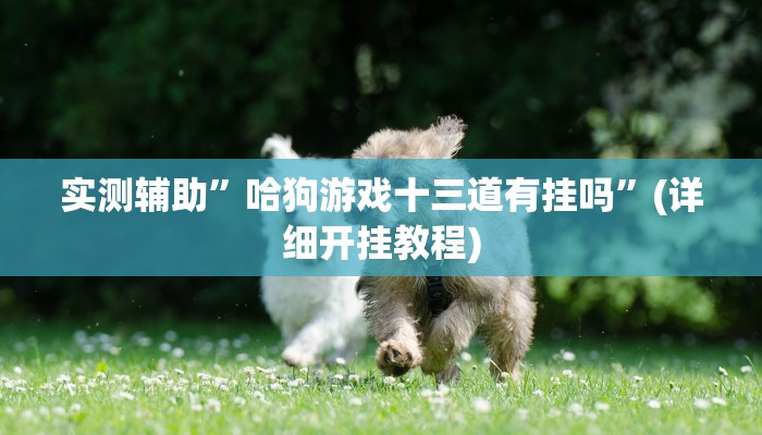 实测辅助”哈狗游戏十三道有挂吗”(详细开挂教程)